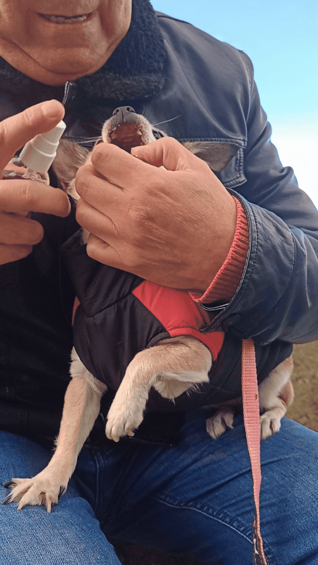 Aplicación rápida del spray bucal OralPet en chihuahua para eliminar el mal aliento y el sarro.