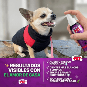 Perrito Chihuahua usando el spray bucal OralPet para combatir el sarro y tener un aliento fresco