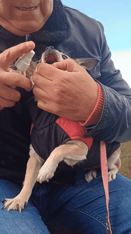 Aplicación fácil del spray eliminador de mal aliento para perros en el hocico de un Chihuahua.