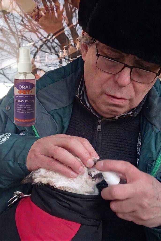 dueño aplicando spray dental a su perro chihuahua en un café